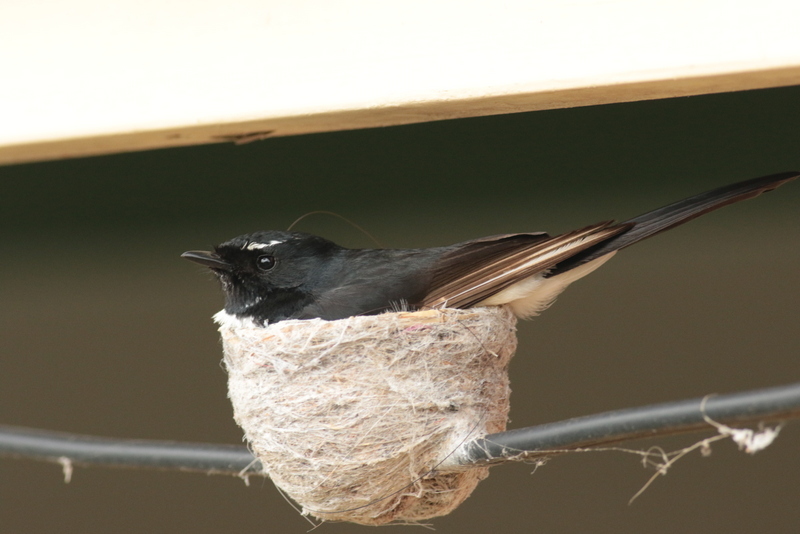 9 common native birds of Adelaide Green Adelaide