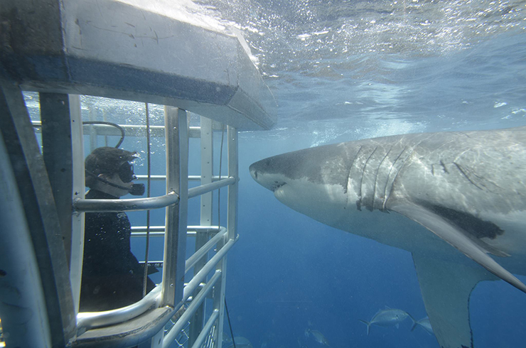 Shark cage diving