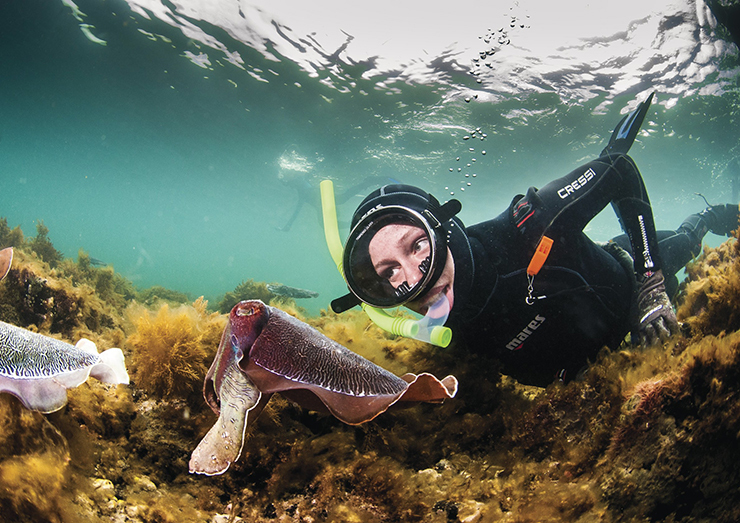 Snorkelling with cuttlefish