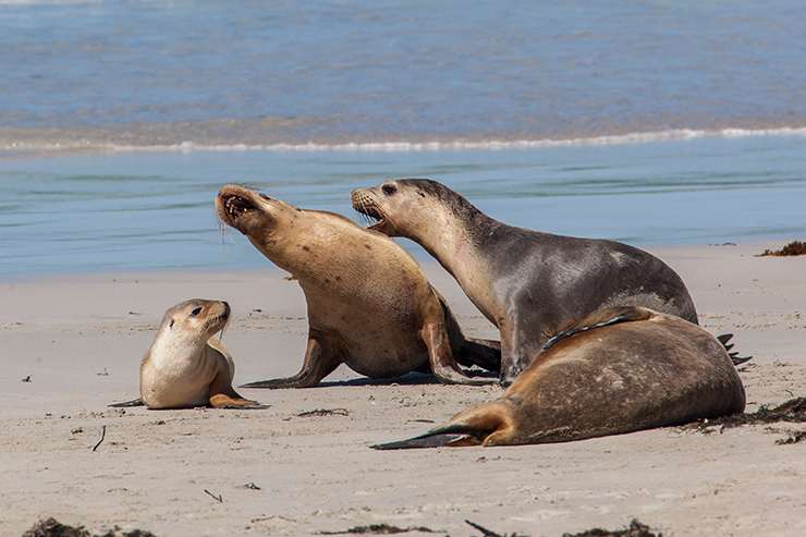 Sea Lions at Seal Bay