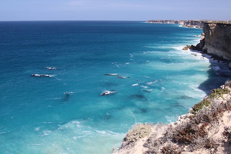 Whales at Nullarbor National Park
