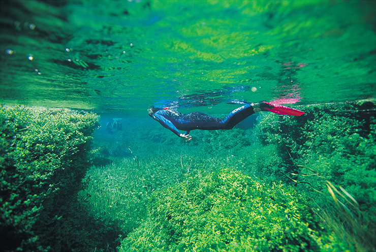Snorkelling at Piccaninnie Ponds Conservation Park