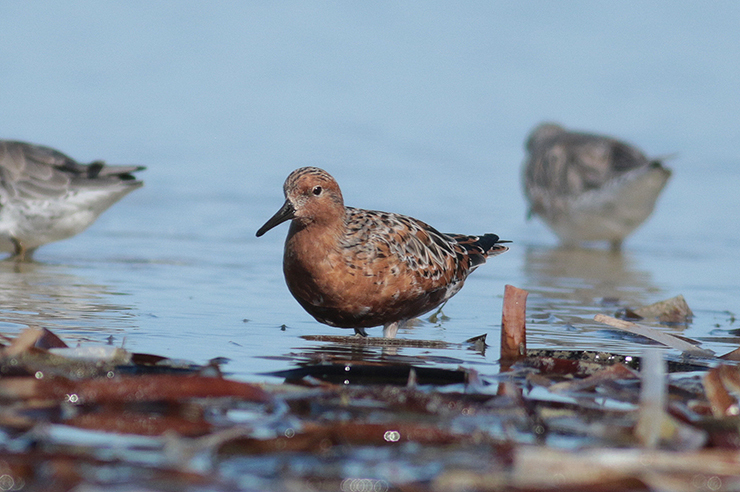 Red Knot Bird